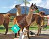 Hanmer Springs Animal Park