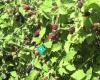 Hanna Berry Farm - Delicious Boysenberries