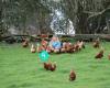 Happy Hens from Mamaku Farm