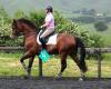 Hartstone Equestrian - Bua Saddle Sales