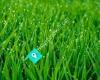 Hibiscus Coast Lawns: Lawn mowing cutting around the Hibiscus Coast