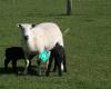 Hilltop Wiltshire and Blackshire Sheep