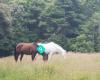 Horse Rides in Coatesville