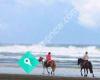 Horse trekking Auckland Muriwai Beach Aboutriding.co.nz