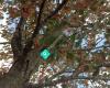 InForm Trees & Landscapes Ltd
