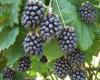 Iona Boysenberry Orchard