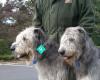 Irish Wolfhound Club Inc New Zealand