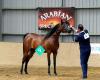Jameel Arabians