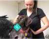 K9 Max Myofunctional Therapy - Massage