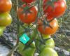 Kakanui Tomatoes Ltd