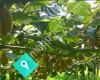 Kang Enterprises Limited - Kiwifruit Orchard Work