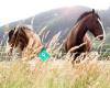 Kapiti Stables Trekking & Grazing