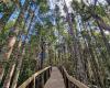 Kauri Glen walkway