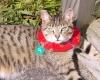Kiwi Cat Collars