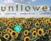 Kiwi Sunflowers