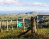 Koanui Polled Herefords