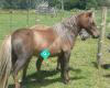 Koru Mist Stud