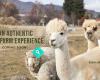 Lake Tekapo Farm Tours