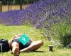Lavender Creek Farm
