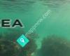 LegaSea - More Fish In The Water