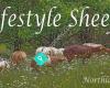 Lifestyle sheep Northland