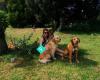 Little River Dogstay