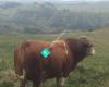 Lowridge Simmentals