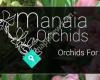 Manaia Orchids
