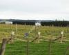 Marama Vineyard & Accomodation