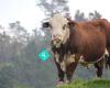 Maranui Herefords