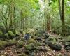 Maungatapere Mountain - Grove Broadleaf Forest