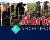 Morton Shorthorns