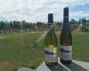 Mount Riley Wines