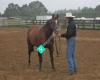 Mr Doc's Spinachex (Imported Quarter Horse Stallion)