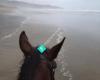 Muriwai Beach Horse Treks