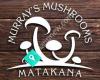 Murray's Mushrooms Matakana