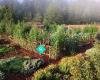 Native Food Forest