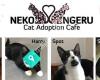 Neko Ngeru Cat Adoption Cafe