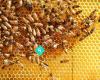New Zealand Beekeepers For Craft brewers