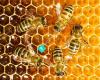 New Zealand Beekeeping Supplies
