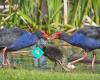 New Zealand Bird Rescue Charitable Trust