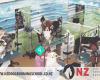 NZ Dog Grooming School