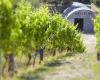 Obsidian Wines - Waiheke Island