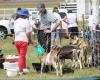 Paeroa A&P Show