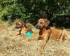 Panorama Ridgebacks