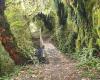 Patea Loop Track