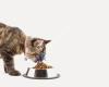 Pet Doctors - The Gardens