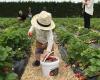 Phil Greig Strawberry Gardens