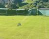 Piha Bowling Club