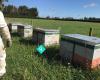 Plan BEE Apiaries Ltd